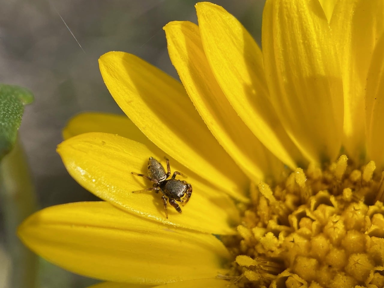 pollinator_post_10_10_24_1_e2ac163dcd4ce17b_images_028