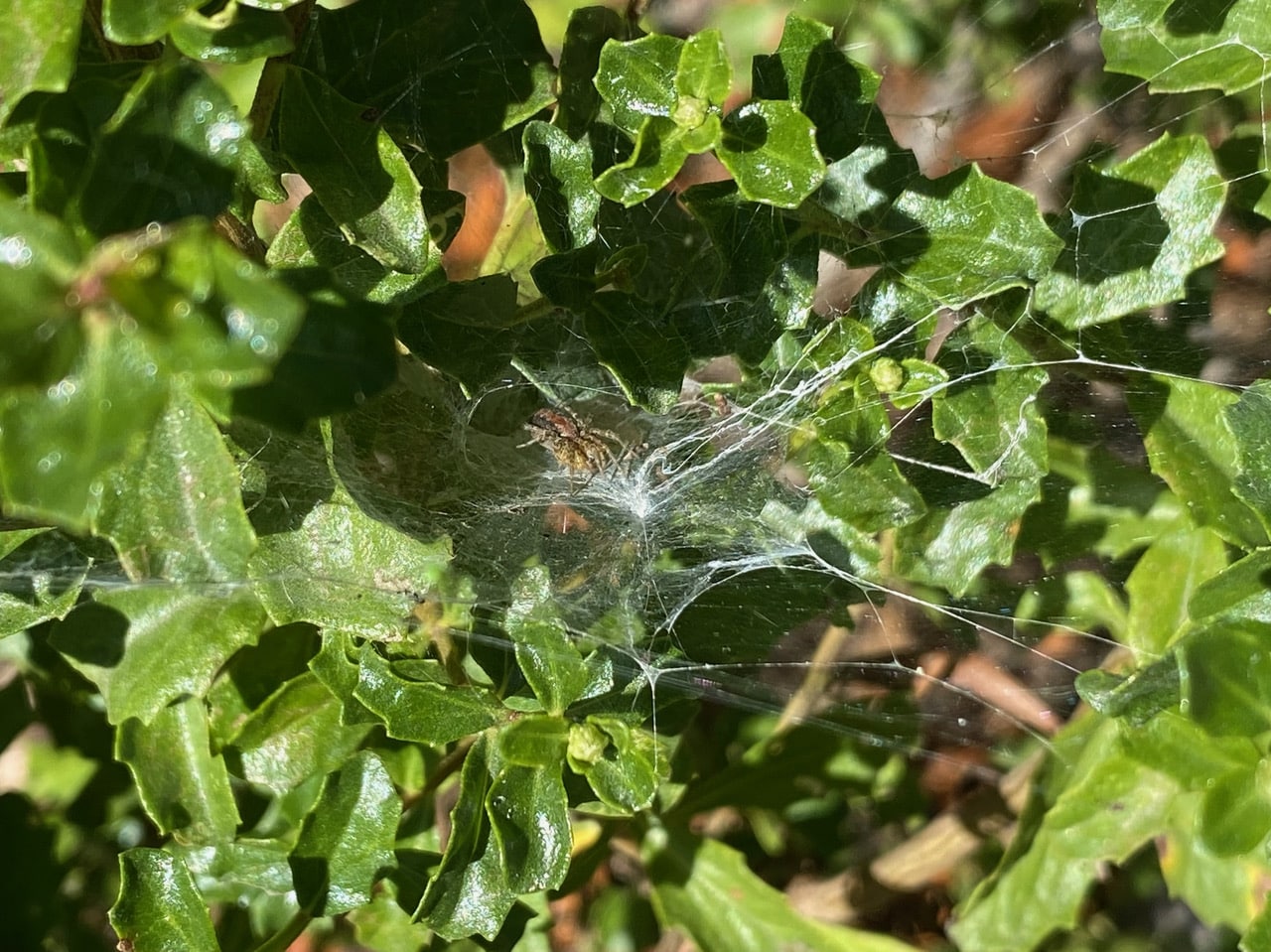 pollinator_post_10_11_23_2_5b8c8cea857d6764_images_016