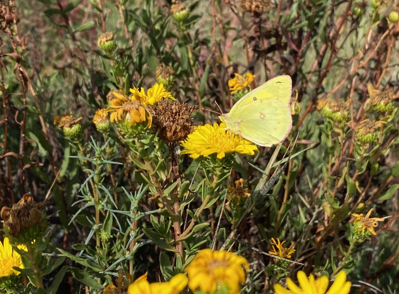 pollinator_post_10_12_24_3f2e45f2dc3f2502_images_023