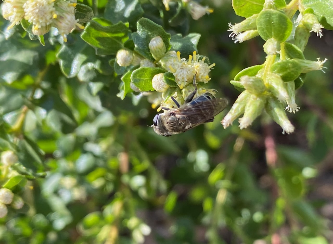 pollinator_post_10_13_23_2_42d37f94aaa7d9f2_images_012