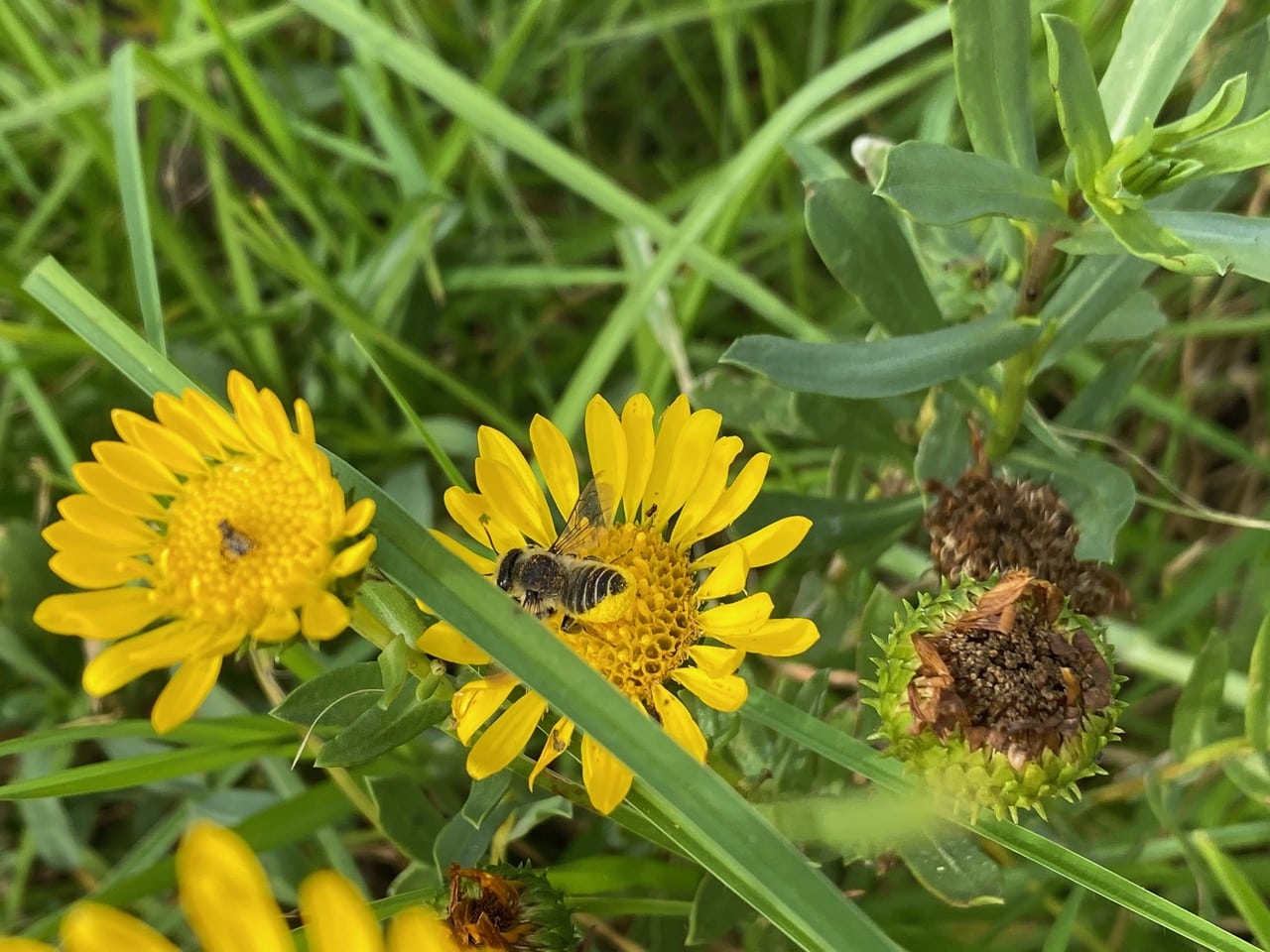 pollinator_post_10_13_24_1_69a77472e0927f53_images_021