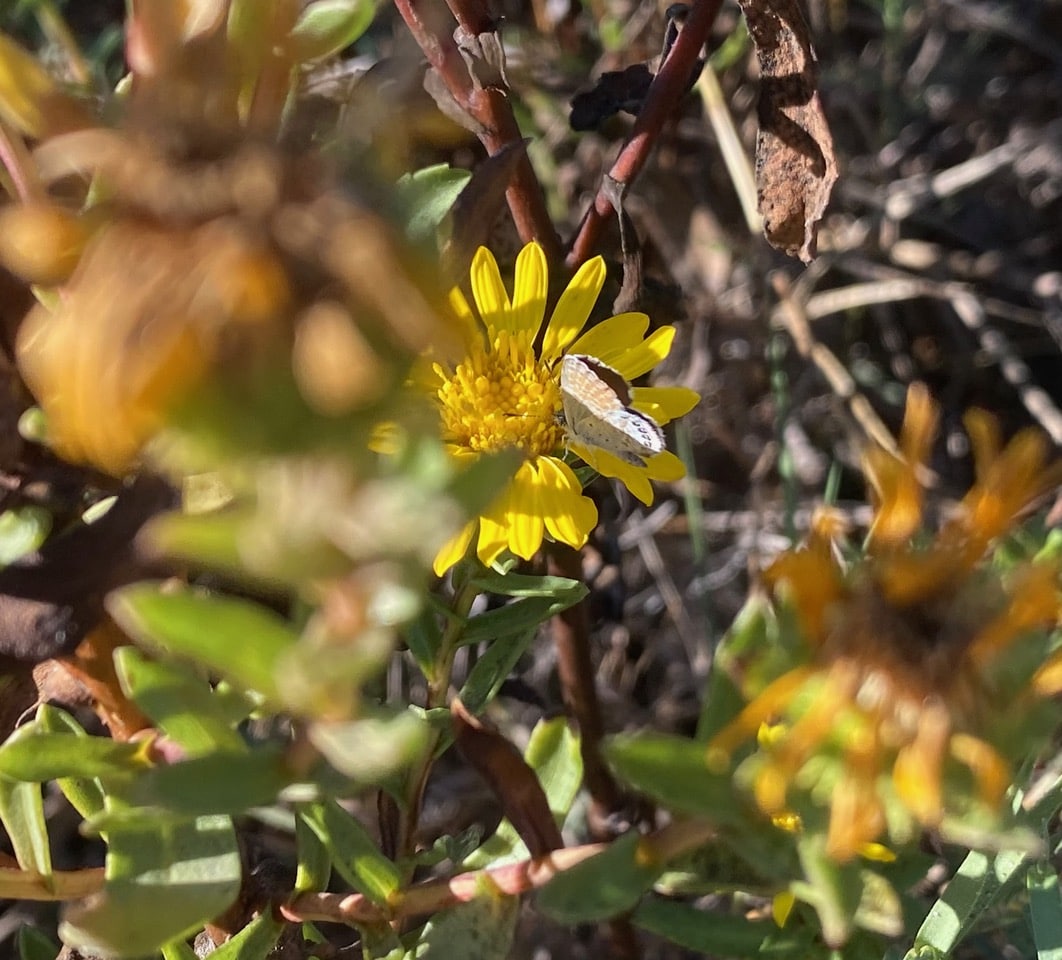 pollinator_post_10_22_24_a20c9ead5d2cbeb6_images_019