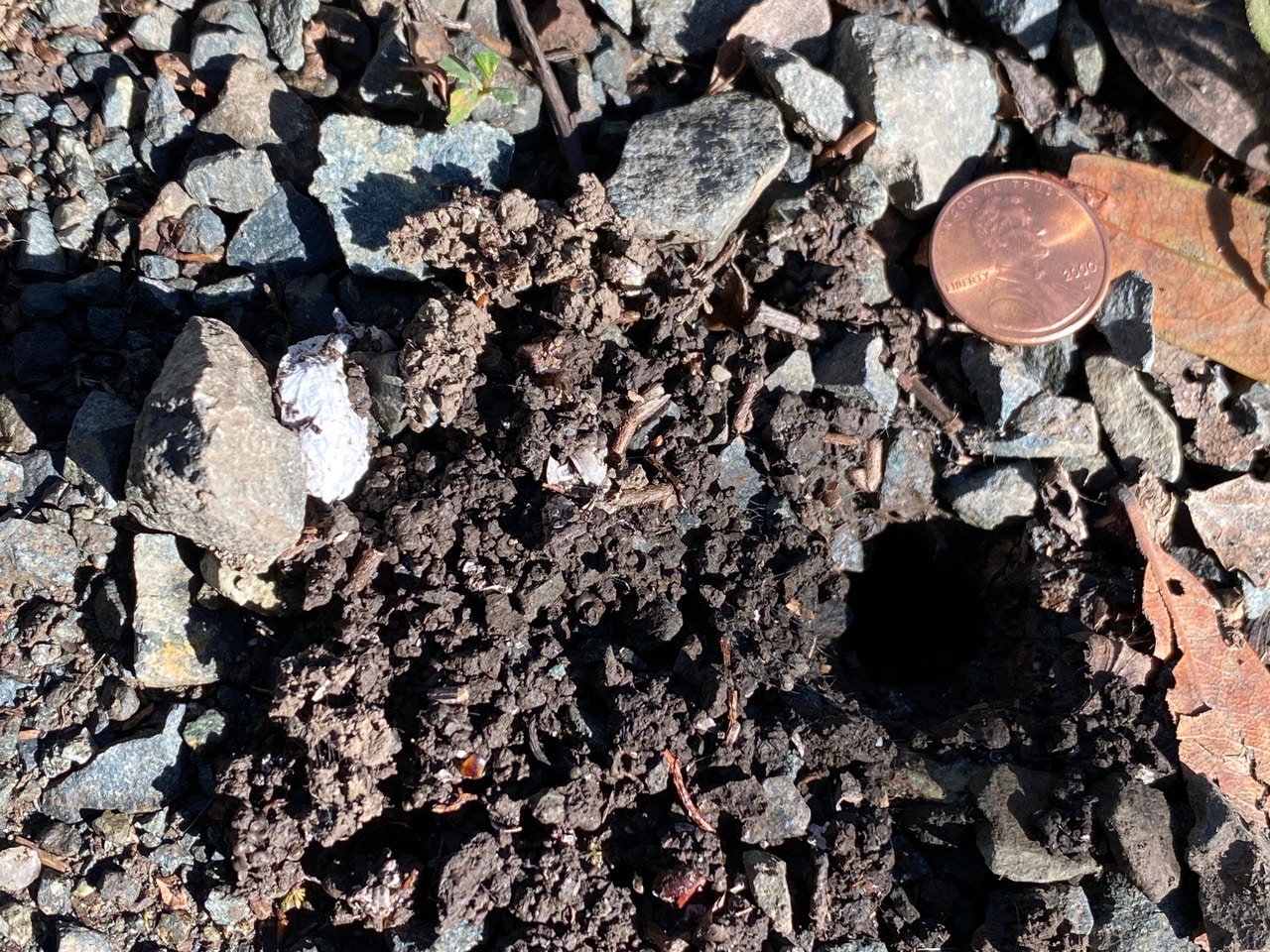 pollinator_post_10_23_23_2_c8b89b6ee2a75fda_images_012