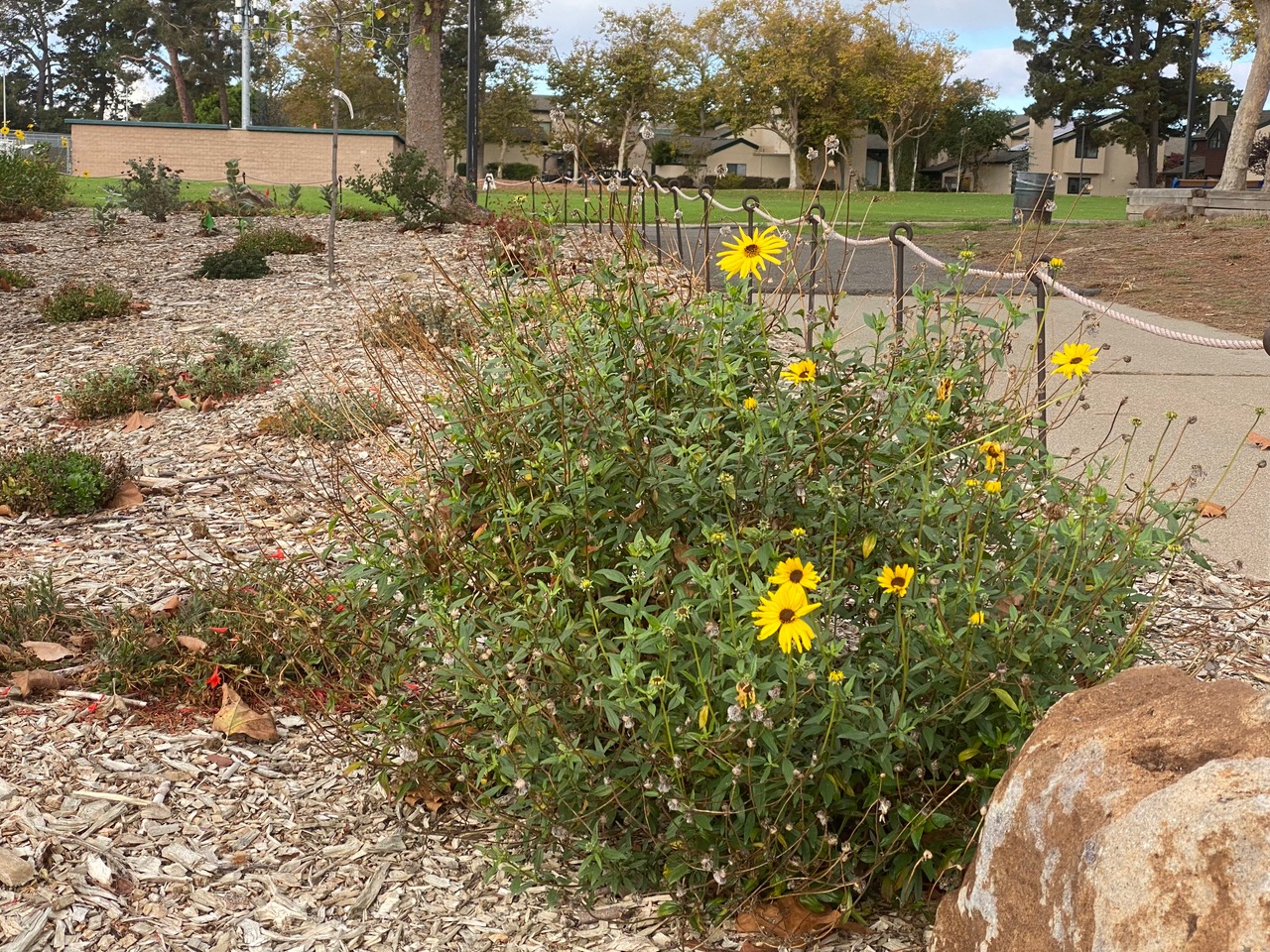 pollinator_post_10_27_25_2_37485fc26e693181_images_021