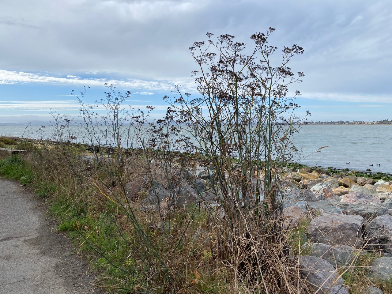 pollinator_post_10_2_25_1_c9986d9932e04f3a_images_024