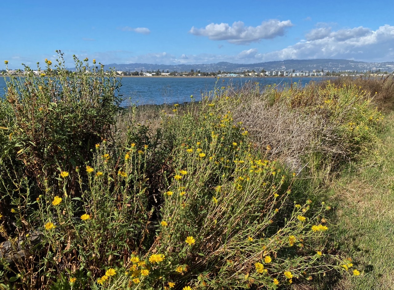 pollinator_post_10_3_25_41741a6622a61236_images_021