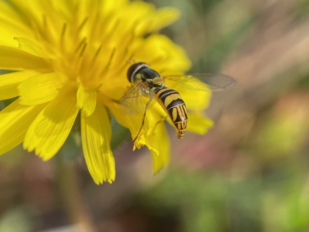 pollinator_post_10_4_24_1_87c8e7d749e5df8c_images_021