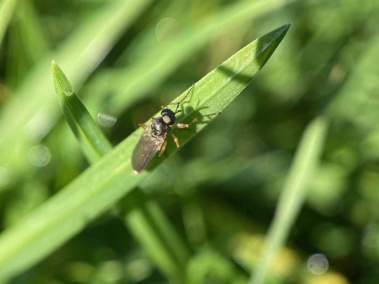 pollinator_post_10_8_24_1_e3d6f2a9149f94be_images_024