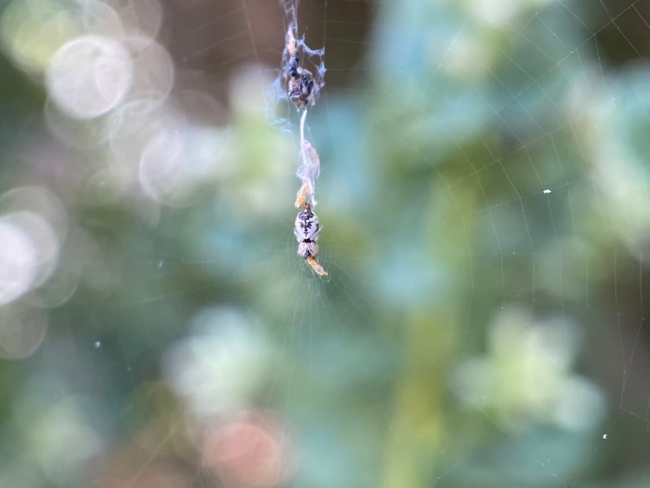 pollinator_post_10_9_24_f7d80f4ab66773b2_images_016