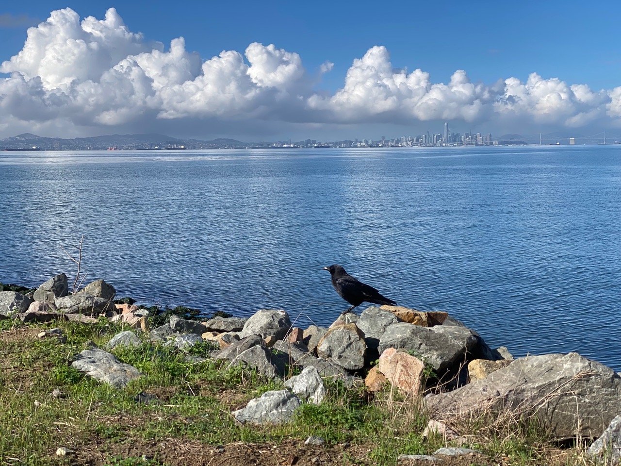 pollinator_post_11_14_25_a12a73fd3ae93673_images_030