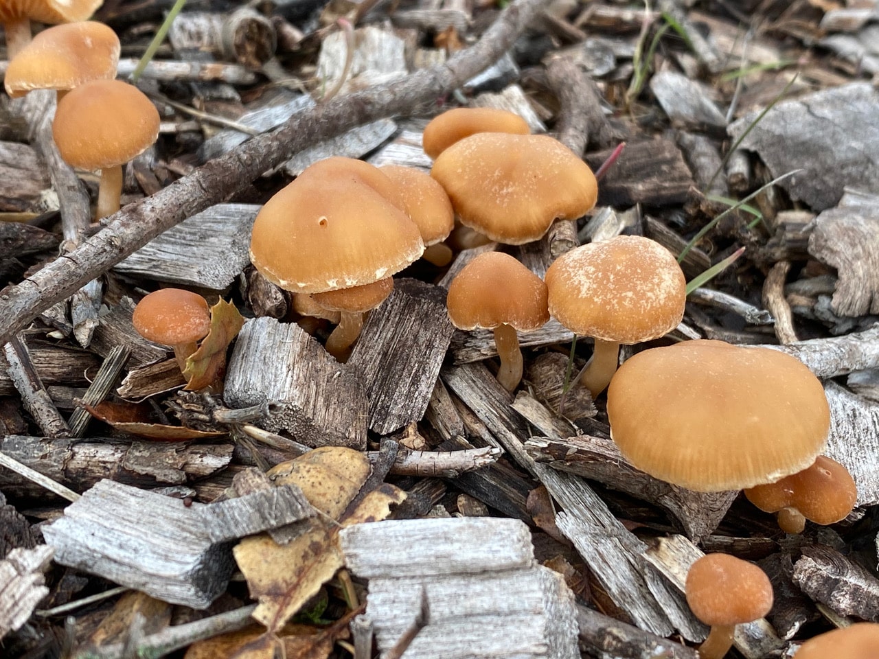 pollinator_post_1_18_24_2_53722e075b8349c4_images_011