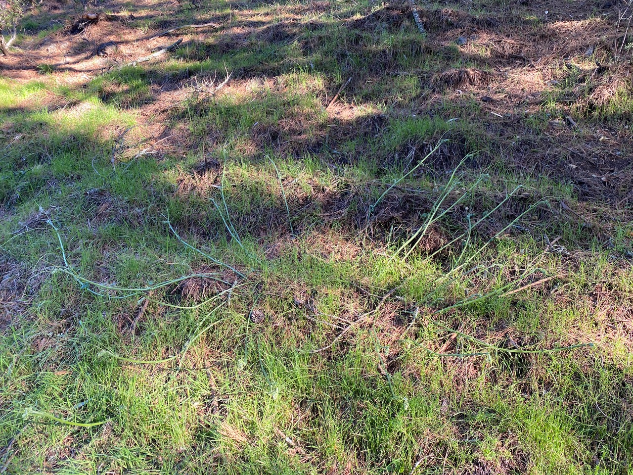 pollinator_post_1_20_25_2_fcf37423ee5d2d0d_images_010