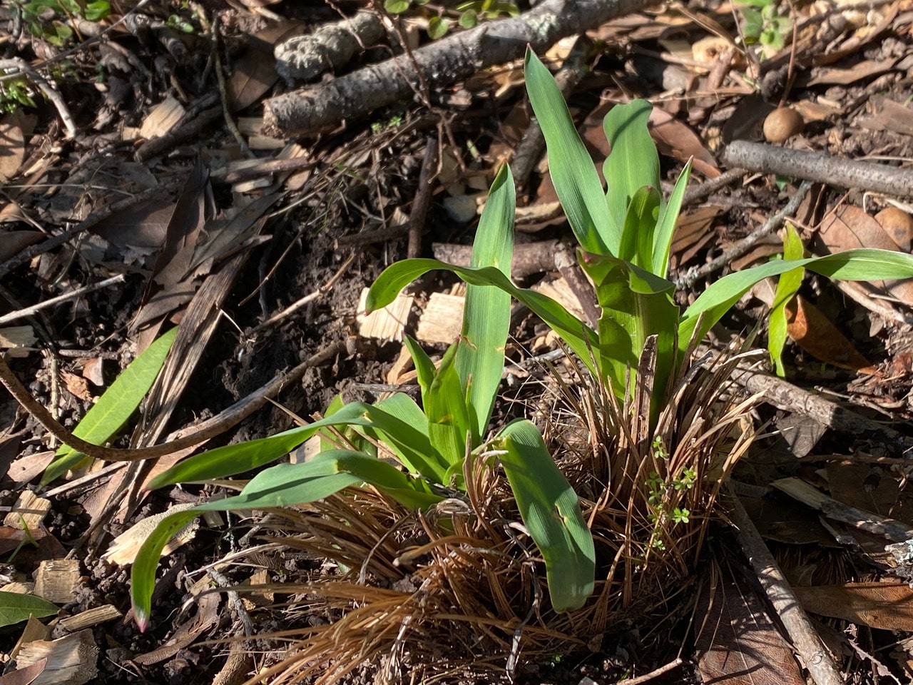 pollinator_post_1_25_23_1_ca89bee16a5c6310_images_008