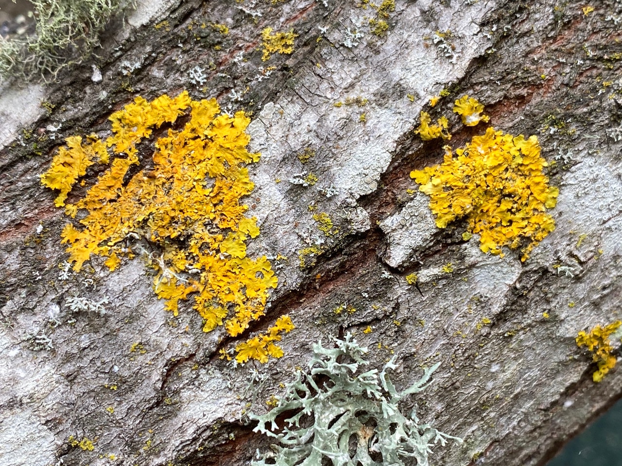 pollinator_post_1_27_24_1830923a4ccb2b68_images_016