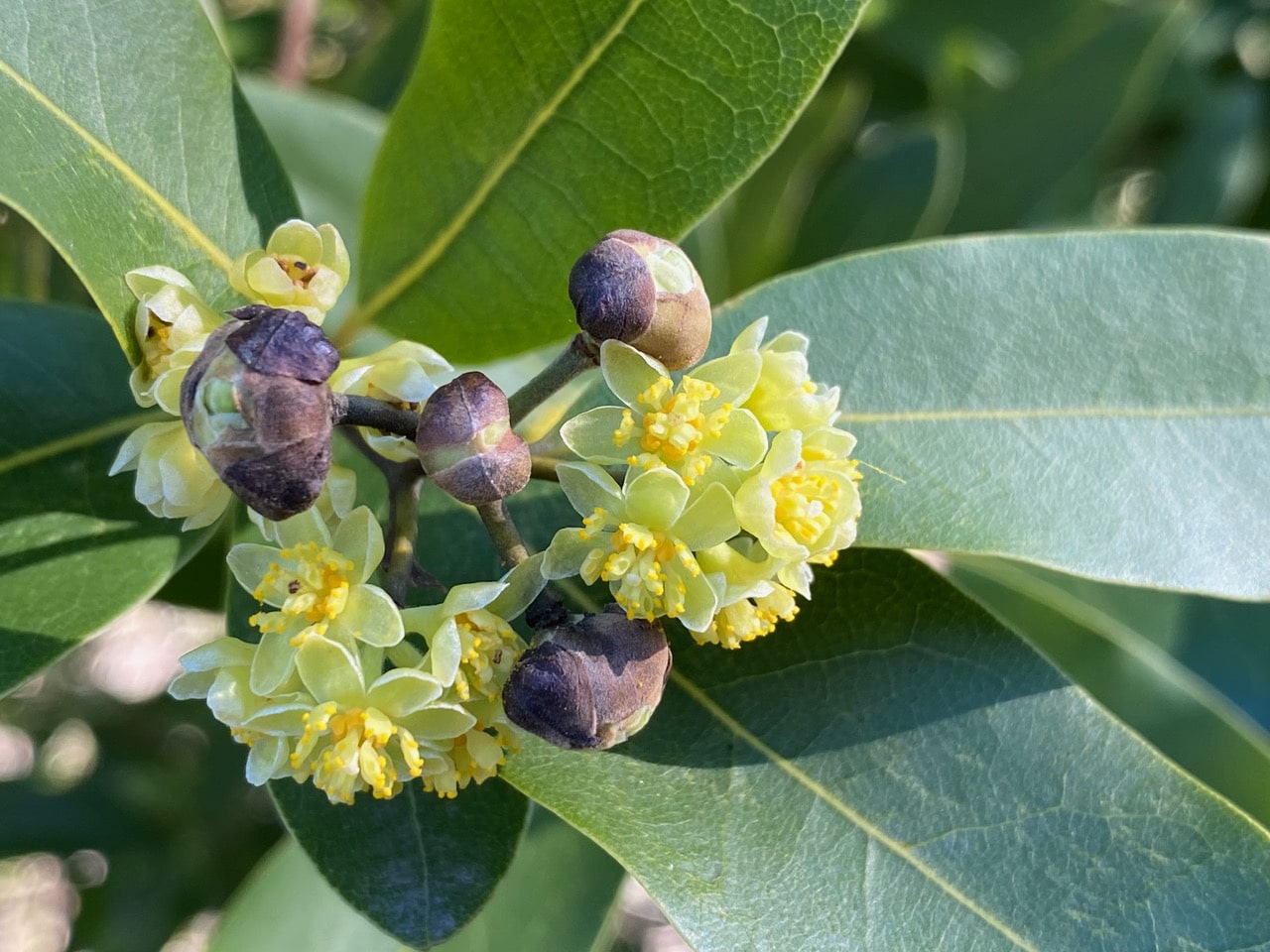 pollinator_post_1_29_24_1_e35fb9c131ae4d2b_images_020