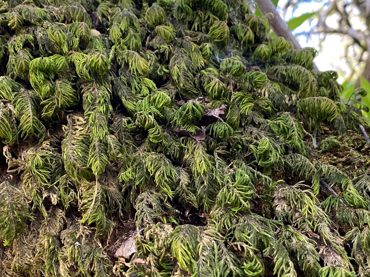 pollinator_post_2_10_23_2_3b27adecb2a82598_images_010