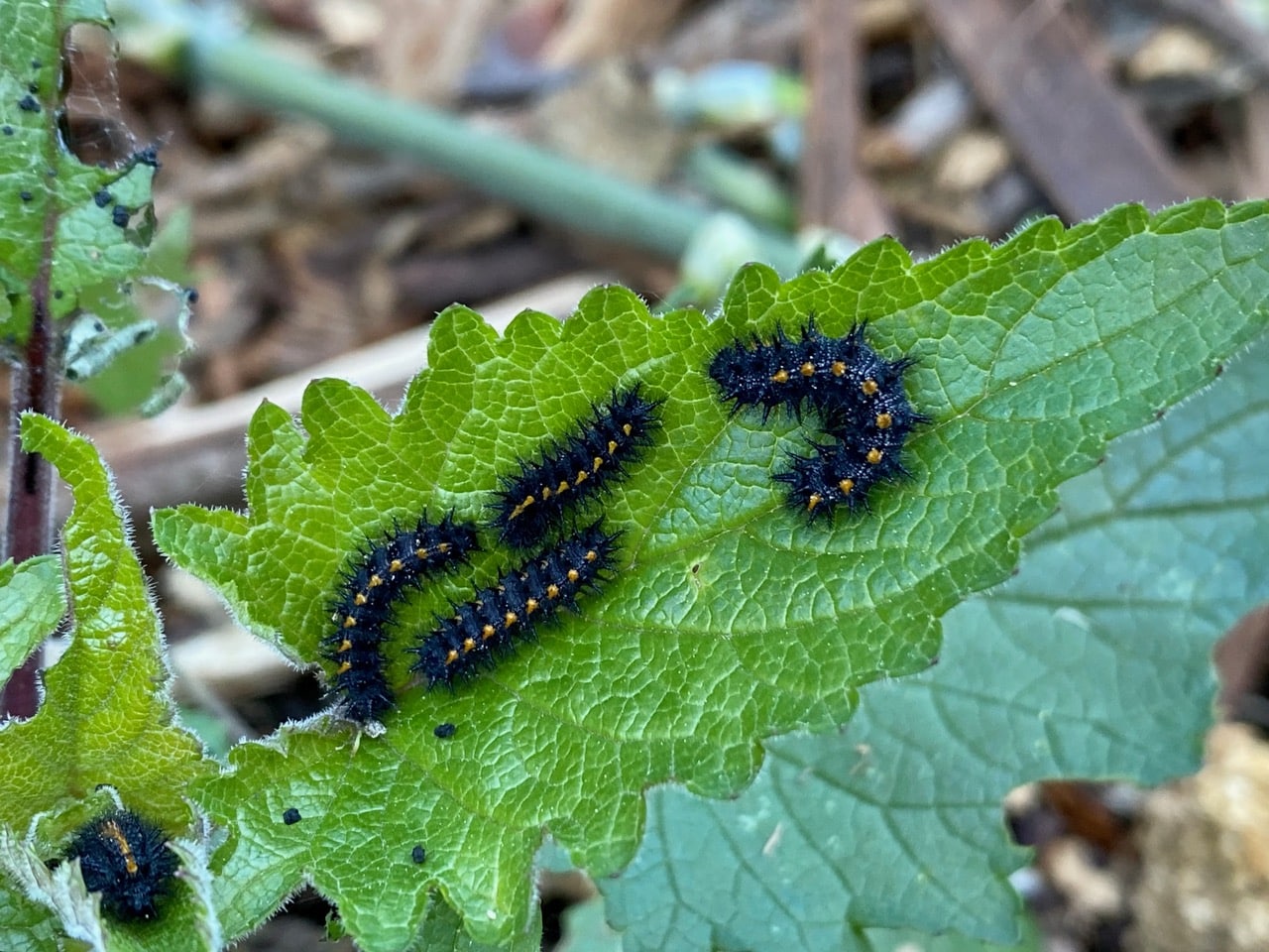 pollinator_post_2_10_25_a7c2648f43353387_images_014