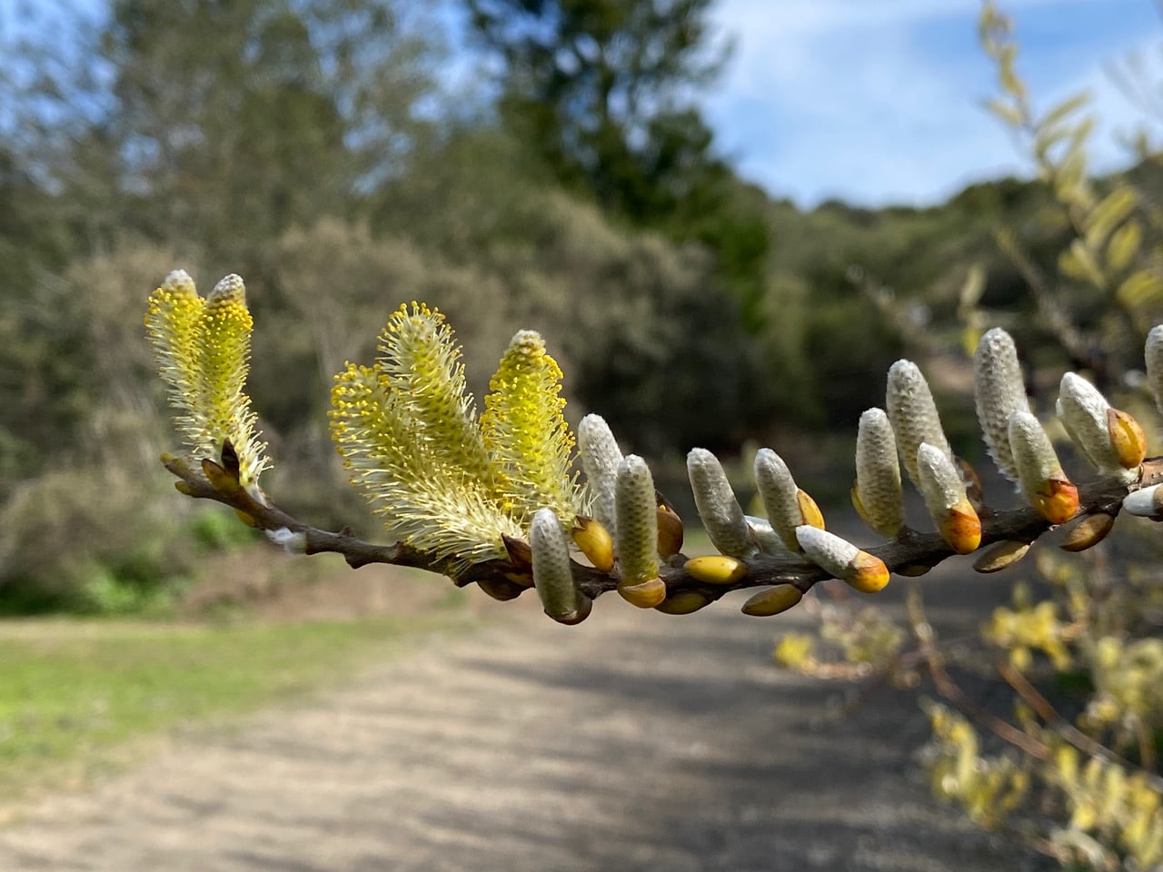 pollinator_post_2_11_24_2_a9b8c2d5376aebe_images_021