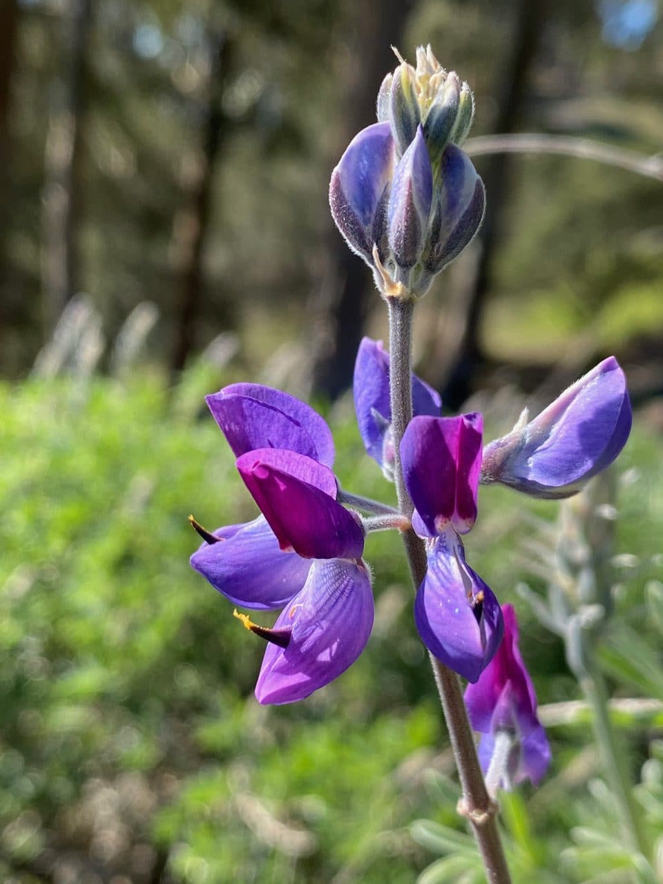 pollinator_post_2_15_23_52037359eb35d799_images_008