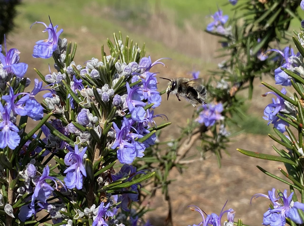 pollinator_post_2_15_24_2_5f34c7cc5a9272bf_images_015