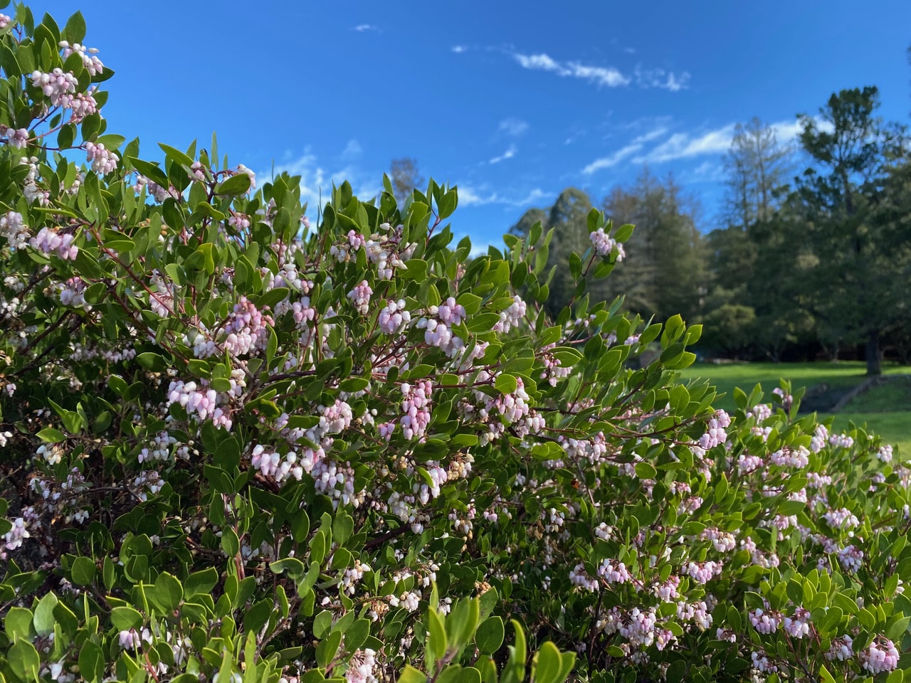 pollinator_post_2_18_24_2_c0fbe8a7713d39ea_images_015