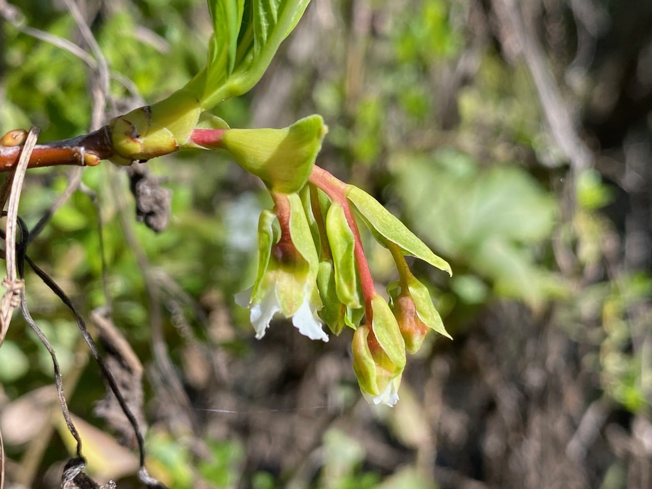 pollinator_post_2_18_25_2_1fc1737c9450fe90_images_021