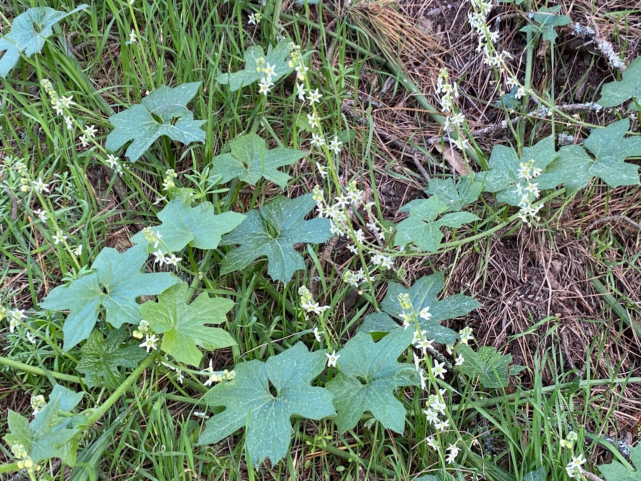 pollinator_post_2_20_23_1_c82d63d815a89adf_images_016