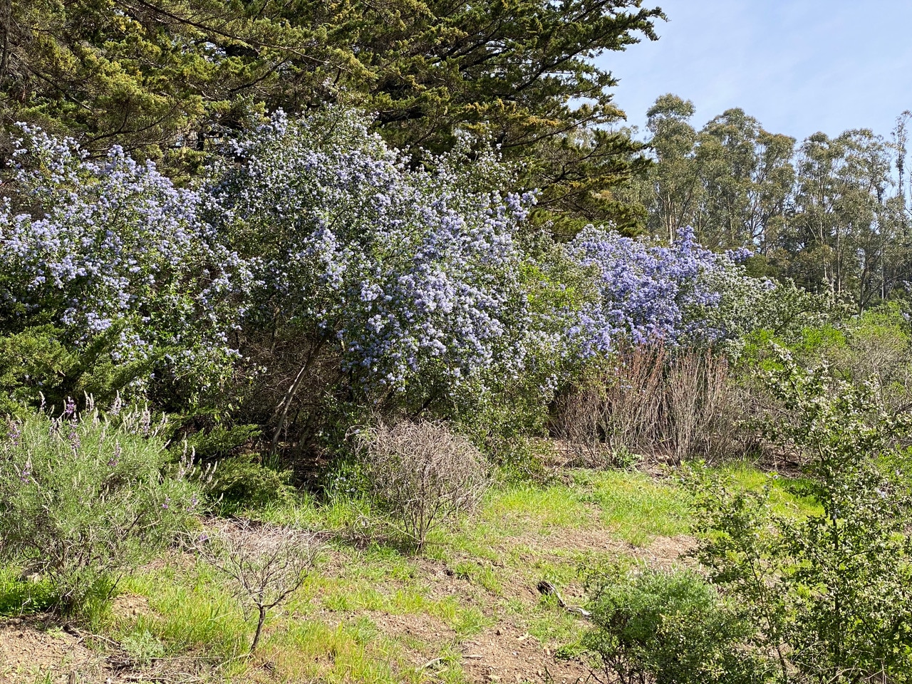 pollinator_post_2_20_23_2_8e43541db1dc474_images_016