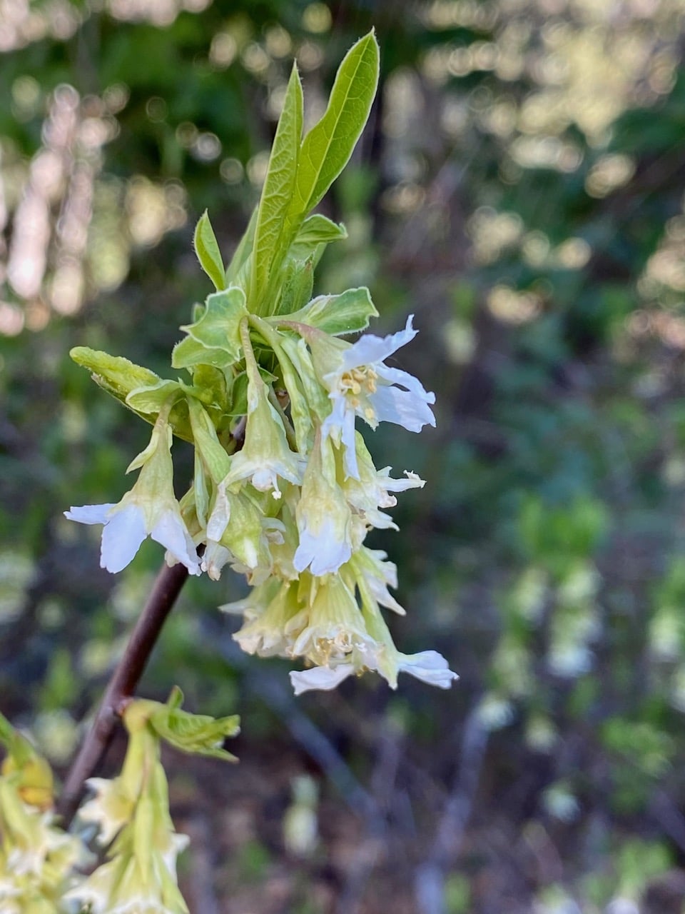 pollinator_post_2_20_25_1_5dad42cd6ac24db2_images_018