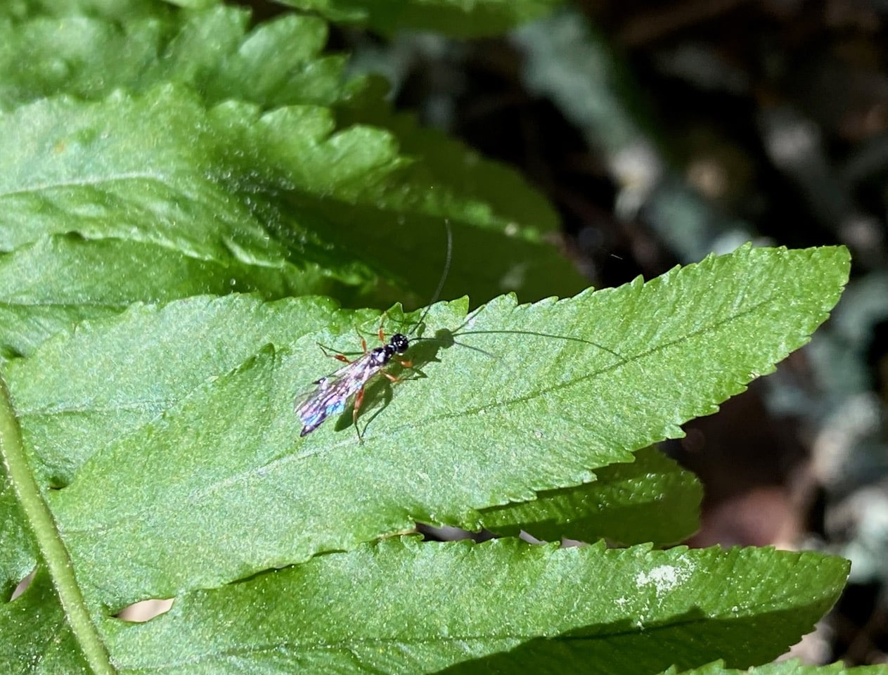 pollinator_post_2_21_25_2_48847ebccae8d843_images_016