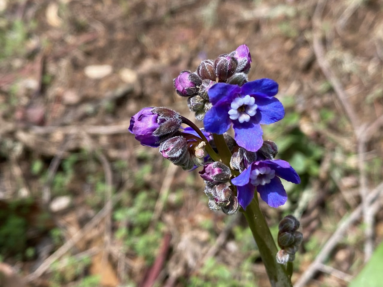 pollinator_post_2_23_24_2_6b79810669cd2b6d_images_025