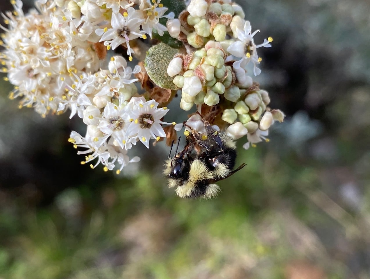 pollinator_post_2_27_25_1_6100ba0a789ecbb1_images_025