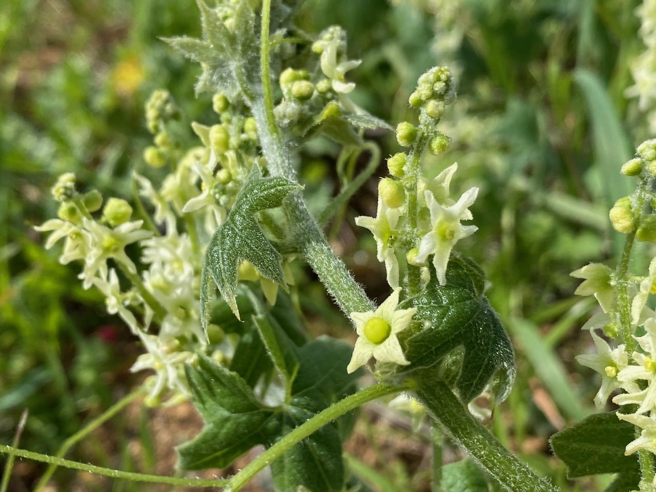 pollinator_post_2_28_25_1_3111e96905cdf048_images_026