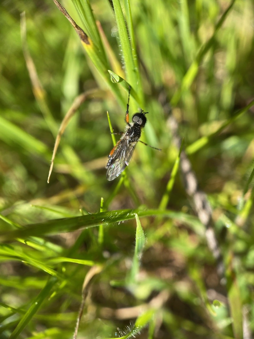 pollinator_post_3_13_24_2_fc2524cfabfb07a1_images_008