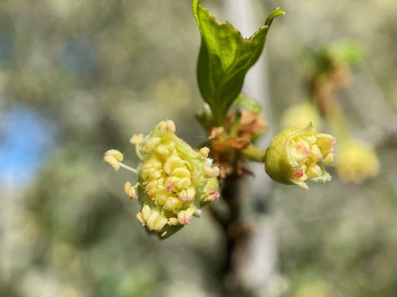 pollinator_post_3_17_24_1_545741d998681c18_images_028