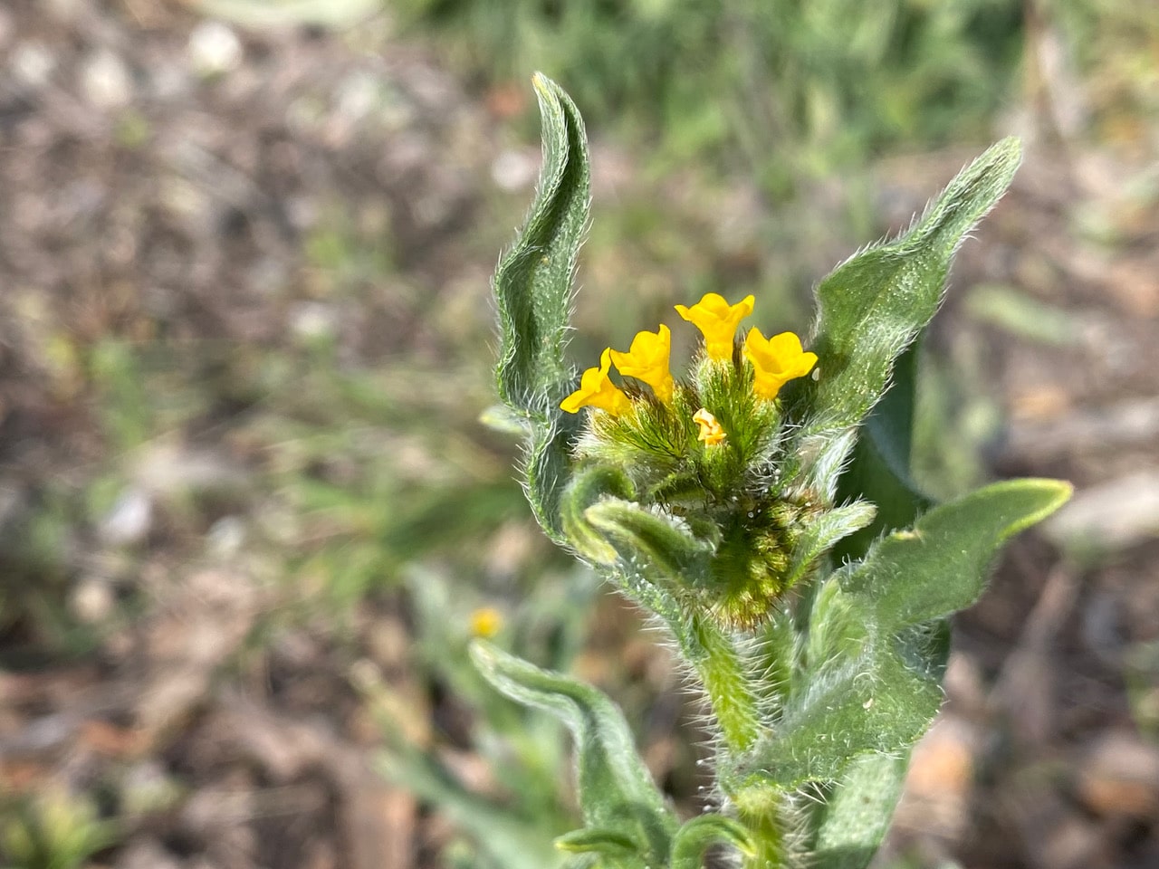 pollinator_post_3_18_23_1_c6f3580b87b8eec3_images_008