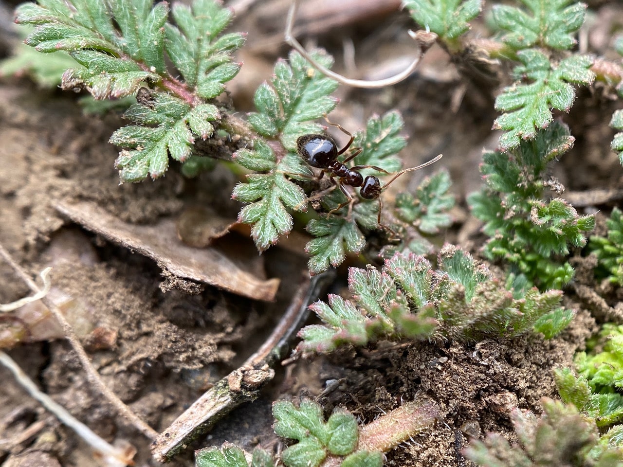 pollinator_post_3_18_23_2_5f961f72efeb3e35_images_012