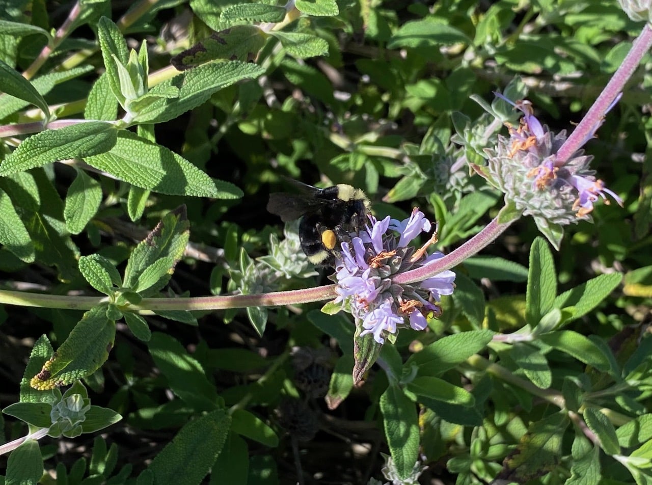 pollinator_post_3_18_25_2_70378d2278c2443f_images_011