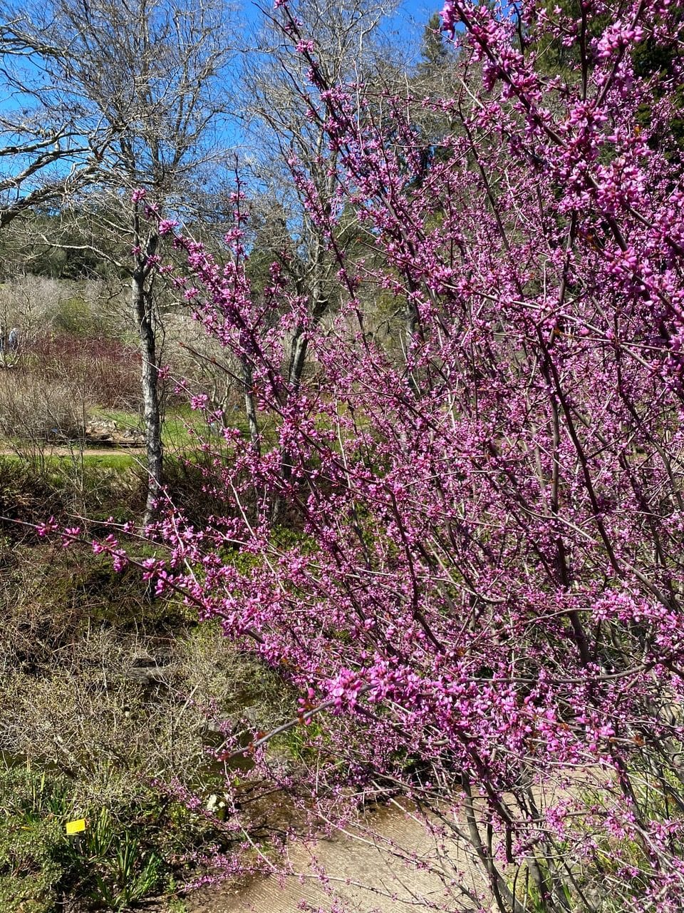 pollinator_post_3_24_25_2_541aaee98e2067e2_images_009