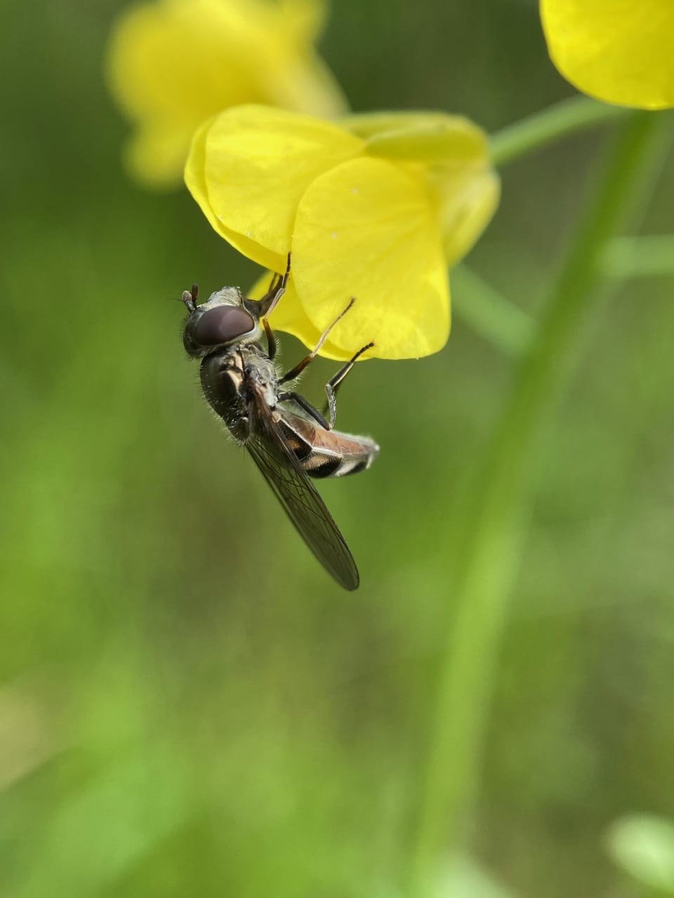 pollinator_post_3_25_24_2_1e4f5ae5476a9165_images_014