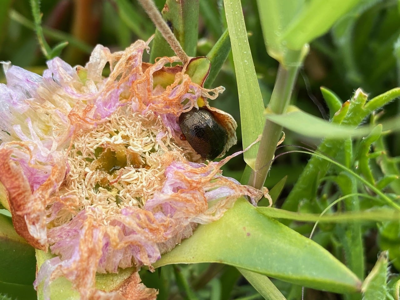 pollinator_post_3_26_25_2_24d4b543d42adc6d_images_027