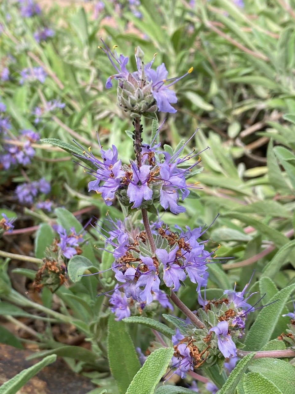 pollinator_post_3_28_25_1_a57d2cbcc1cd8243_images_018