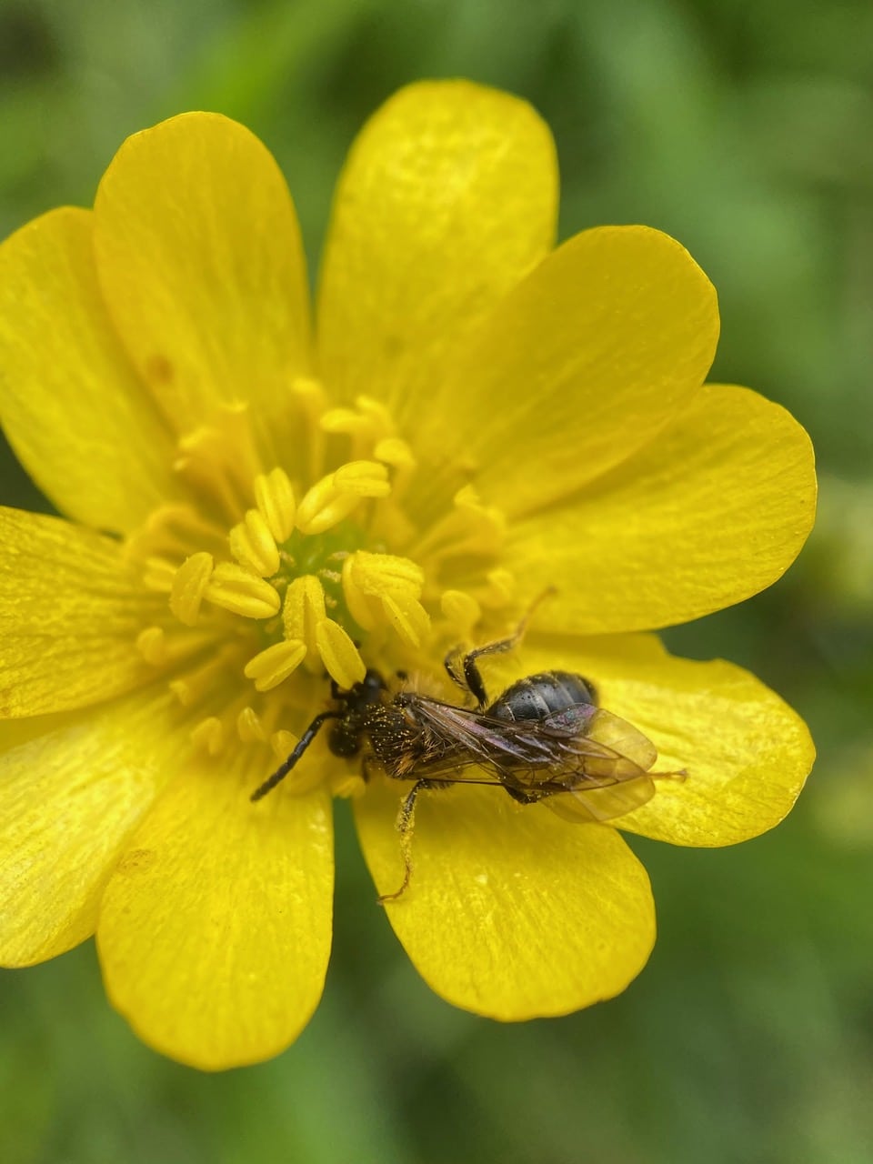 pollinator_post_3_31_24_1_2ea667df34b444e8_images_037