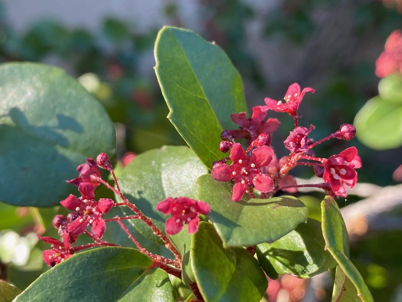 pollinator_post_3_3_25_1_239df108b3ab9c22_images_025