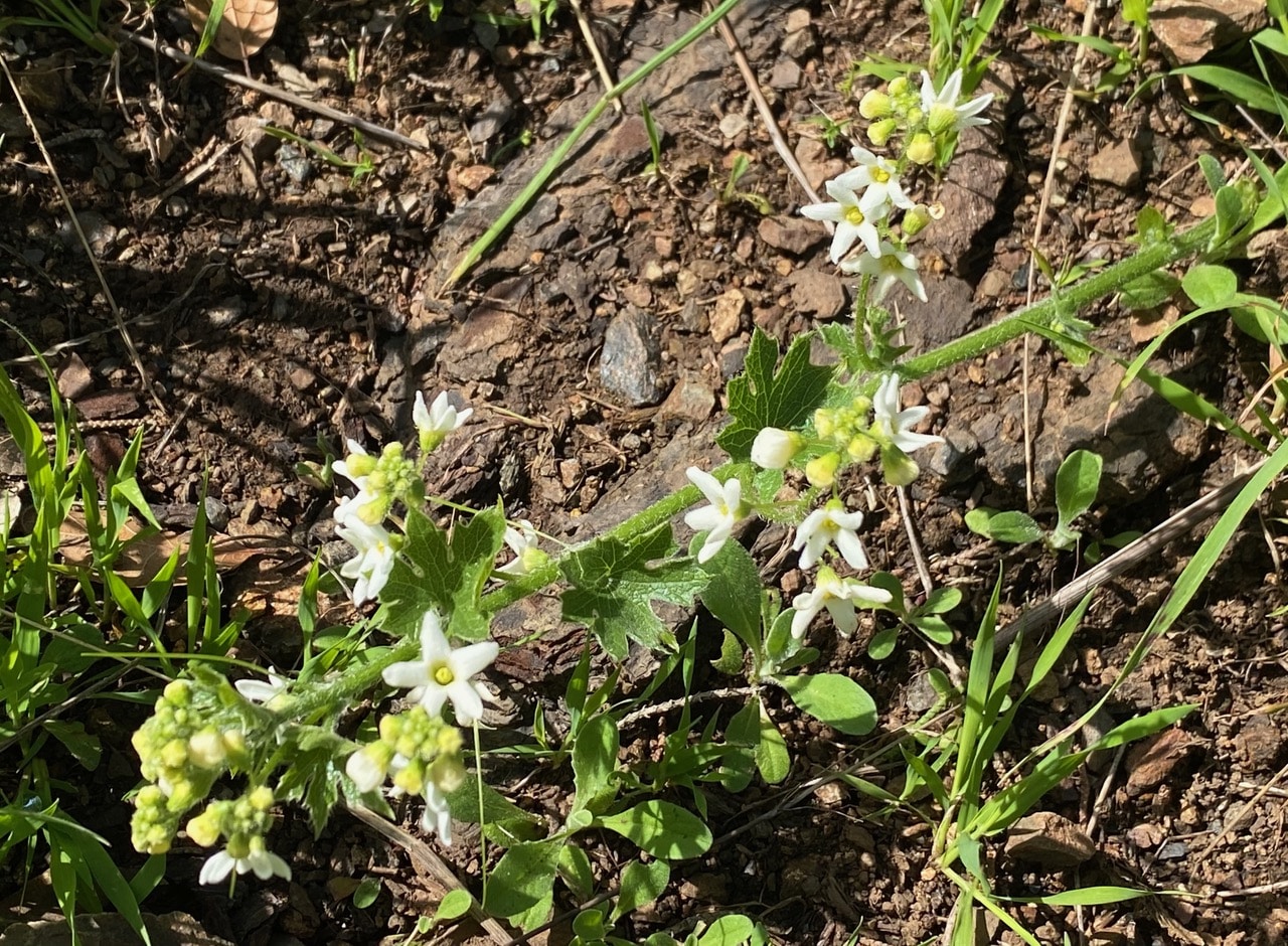 pollinator_post_3_7_24_2_867303d5a9bc51a2_images_028