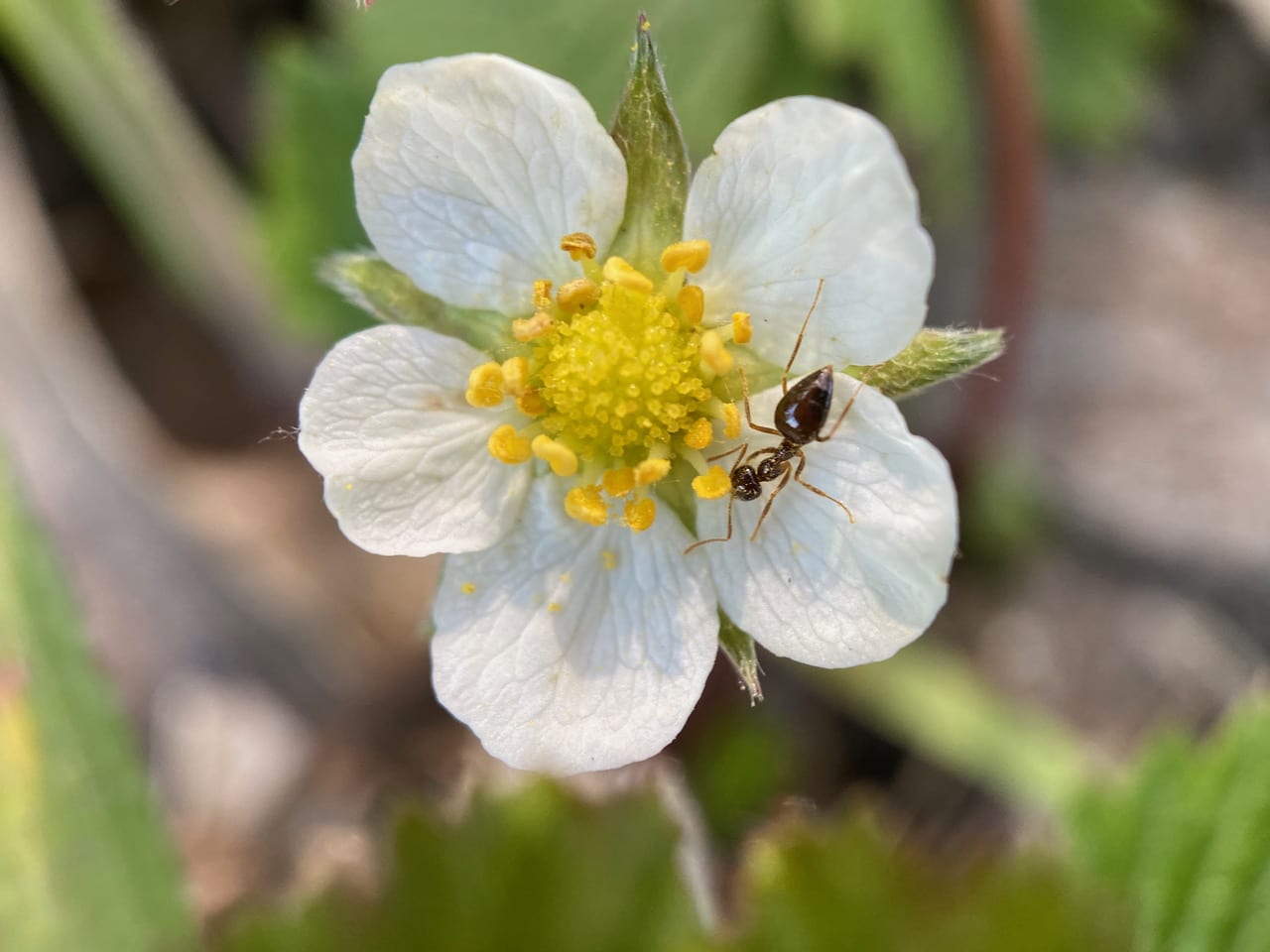 pollinator_post_4_10_23_1_6a6d474f89b65dd_images_006