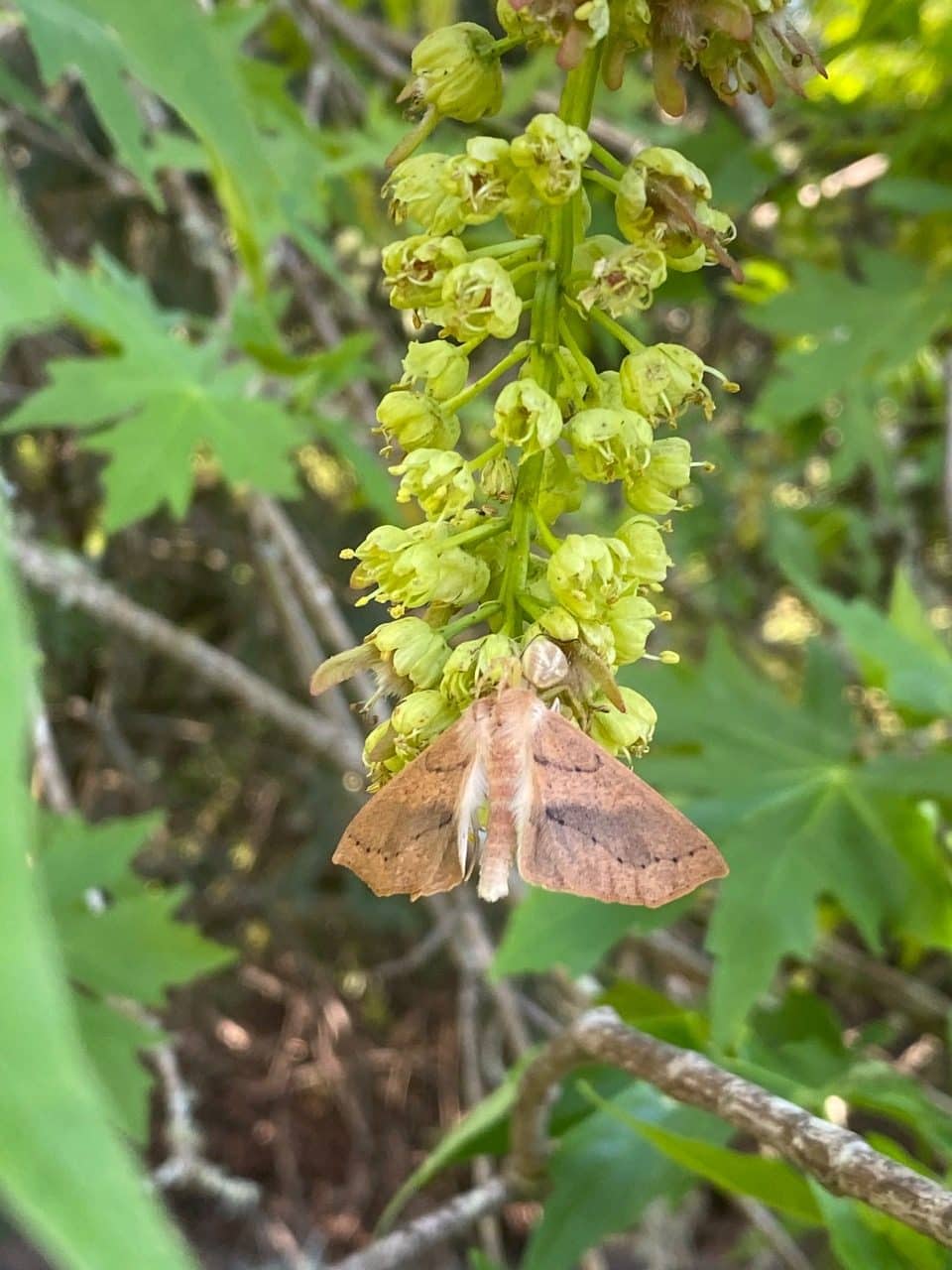 pollinator_post_4_10_24_9e596625b170bf84_images_032