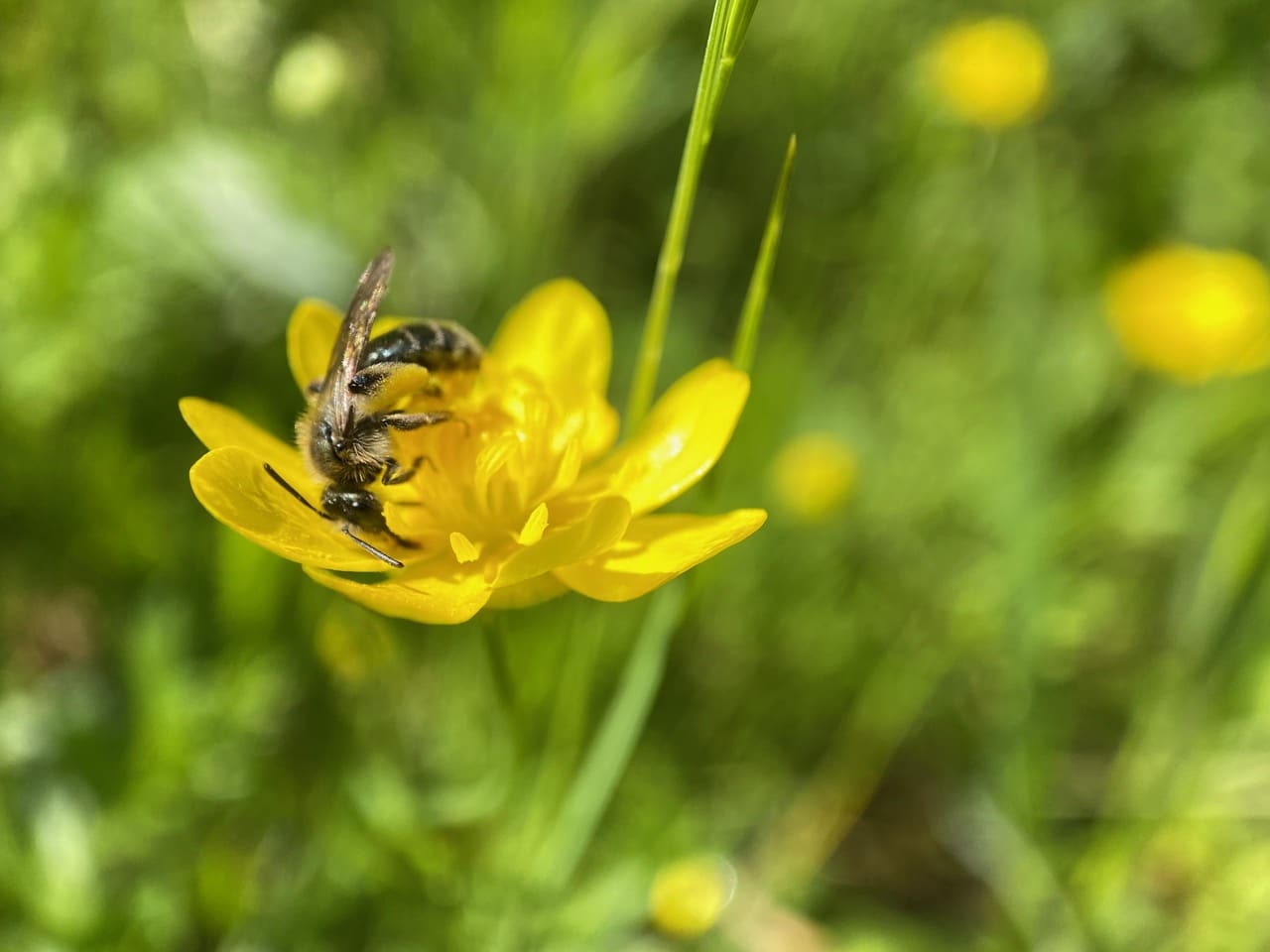 pollinator_post_4_11__25_2_92ff937b91a8bcc3_images_019