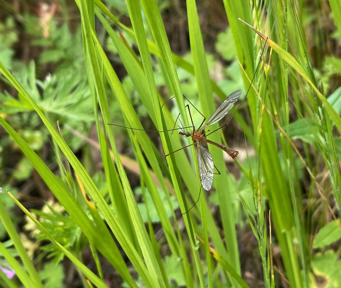 pollinator_post_4_12_24_2_4342f9cd0cfbb58a_images_023