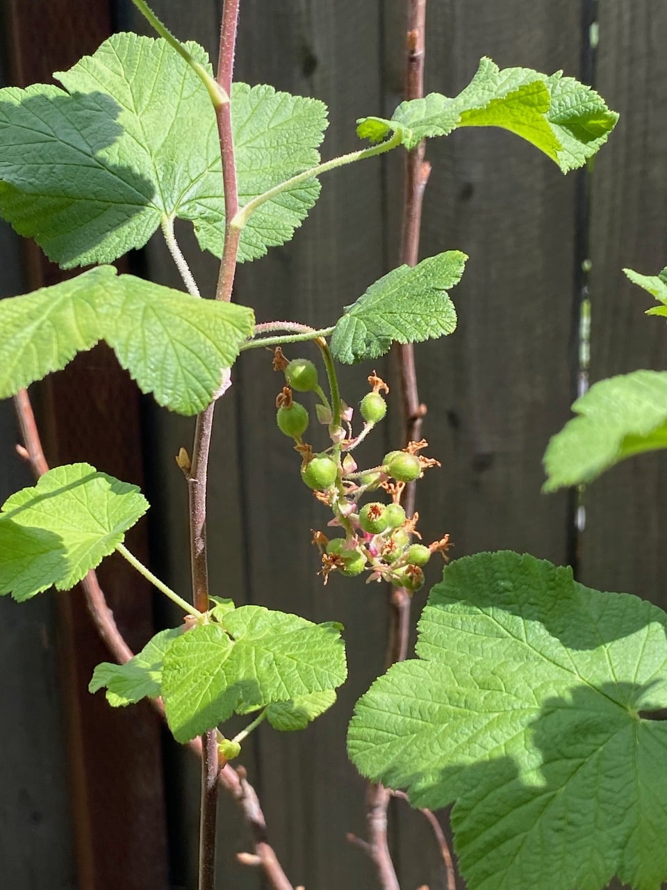 pollinator_post_4_12_24_4_f8b8c16d0ebb6b93_images_026